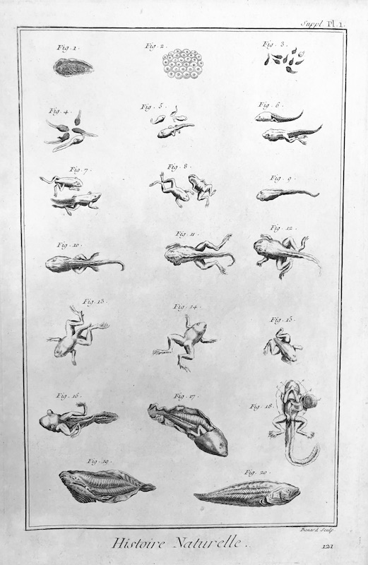 Reptiles - Histoire Naturelle (Renacuajos) - Suppl. Pl. I